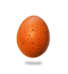 chicken egg 