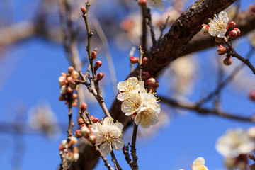 Early blooming White plum blossoms