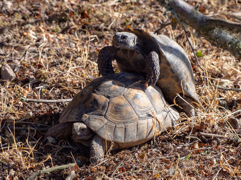 Common tortoise (Testudo graeca) mating on Lesbos island, Greece
