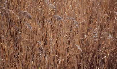 Sea Oats in the Breeze