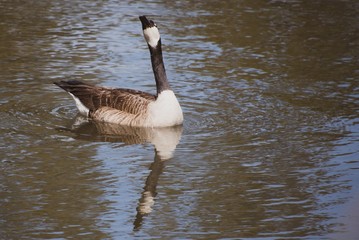 Silly Goose