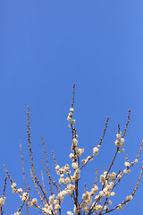 Early blooming White plum blossoms