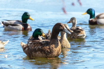 Obraz premium Canard domestique au milieu des canards Colvert, Mâle