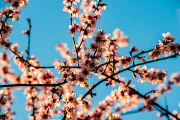 Almonds Flowers in Spring Under a Blue Sky