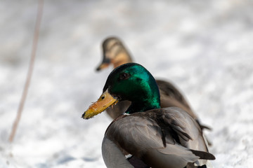 Couple de Canard Mallard, Colvert en hiver