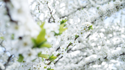 Fiori bianchi di primavera
