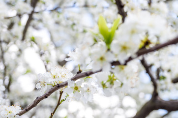 Fiori bianchi di primavera