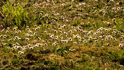 Daisies in green fields at sunset