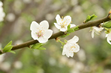 Obraz premium white flowers of a tree