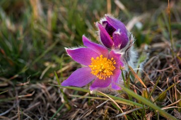Pulsatilla Grandis on a meadow in the afternoon sunshine.