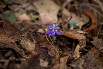 Liverwort (Hepatica nobilis) flowers on a forest floor on sunny afternoon.