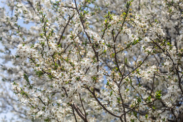 Spring 2019 Blossom