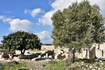 Mediterranean Trees among Ancient Ruins, Kourion, Cyprus