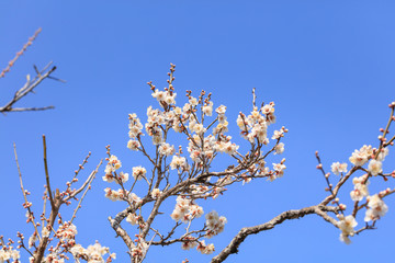 Early blooming White plum blossoms