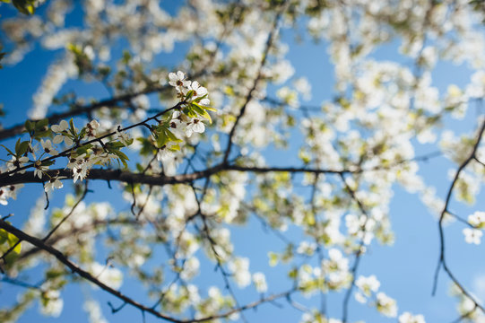 Flowering cherry in spring time against the blue sky on a sunny day. Large branches with open pistils. White flower, the onset of heat, copy space. Nature photography and landscape.