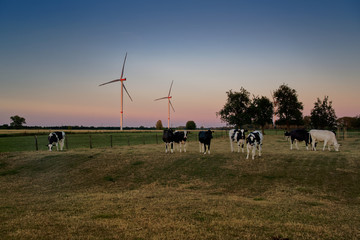 Cows graze in a meadow at sunset, in the background wind turbines in front of a colored sky