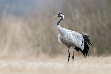 Common crane (Grus grus)