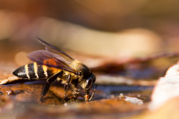 Close up of giant honey bee (Apis dorsata) drinking water in the summer, side view.
