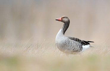 Greylag goose (Anser anser)