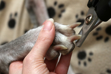 Cutting Dogs Claws. Clipping a dogs long nails, close up - Powered by Adobe