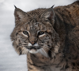 closeup of a bobcat
