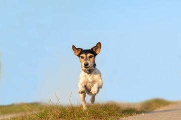 Fototapeta na wymiar Jack Russell Terrier is running in front of blue sky over a path