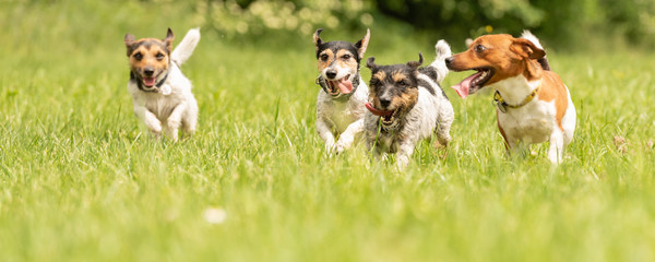 A pack of small Jack Russell Terrier are running and playing together in the meadow with a ball
