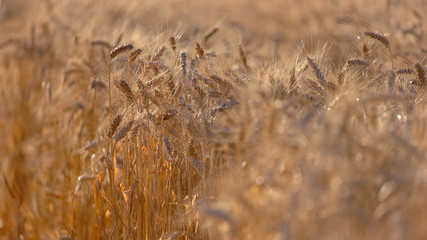 Fototapeta premium Ears on sun background. Field and sky. Find sense of life. Season brought rich crops.