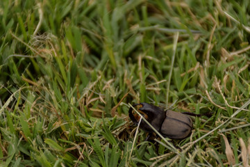 Close up view of a rhino beetle walking on the grass