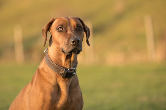 brown Rhodesion Ridheback dog portrait in nature