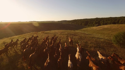 Horses are galloping on grass. Horseman and horizon. Freedom and beauty. Live and reach goals.