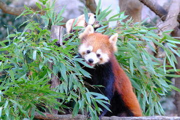 Lesser Panda