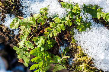 Green plant under snow cover