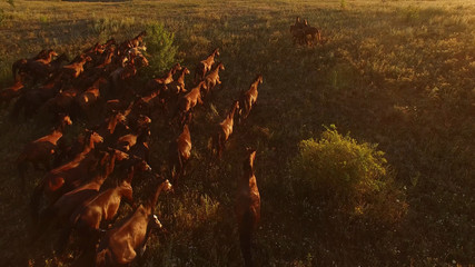 Aerial view of running horses. Horserider and herd. Stallions rush forward. Man controls the wild power.