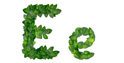 Letter E, English alphabet, made of green spring leaves. Isolated on white background