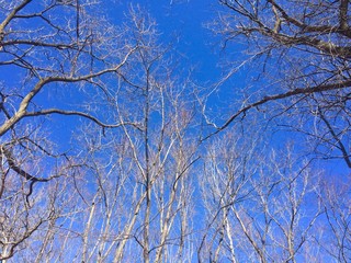 branches of trees in spring