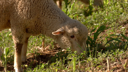 Lamb eats grass. Sheep is chewing. Land of the farm. Cute and harmless.