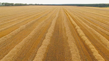 Fototapeta premium Aerial view of field. Rows of hay. Soil is very fertile. Crops have been recently gathered.