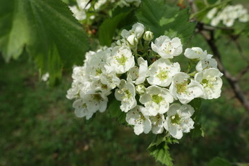 Close view of cluster of white flowers of northern downy hawthorn