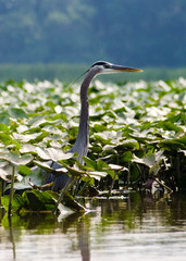 great blue heron in water