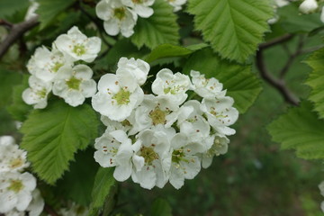 Flowers of northern downy hawthorn in mid spring
