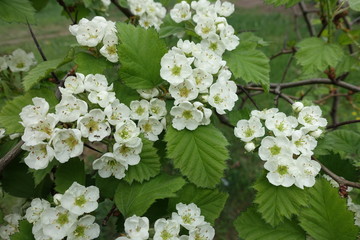 Many white flowers of northern downy hawthorn in spring