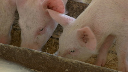 Piglets lying on straw. Pigs near a sow. Piggies sleeping in the barn. Animals live on a schedule.