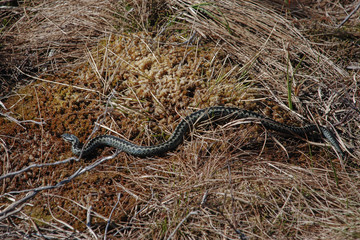 Viper moving in grass