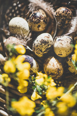 Easter holiday greeting card. Natural colored quail eggs with feathers and yellow flowers in basket, selective focus, close-up, natural sunlight