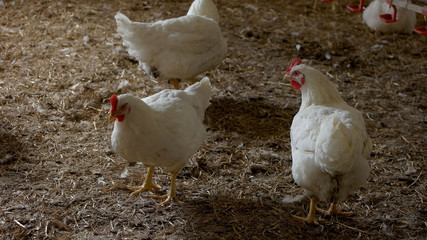 Domestic animals on the field.Birds grown at poultry farm. Cockerel drinks water.