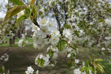 Abundant white flowers of cherry tree in spring