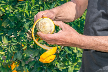 Hands of person peeling with knife a fresh juicy fruit from orange tree in garden. The concept of healthy eating organic fruits and raw food