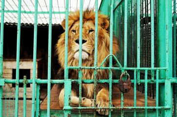 a lone lion is behind the bars (in a cage) at the zoo