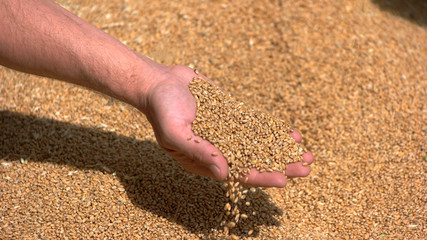 Man's hand takes grains. Grain of yellow color. Wheat fields give rich crop. Cereals have grown in price.